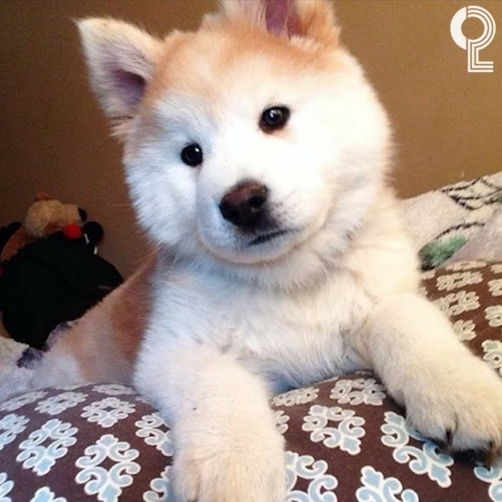 시바예드 | 인스티즈