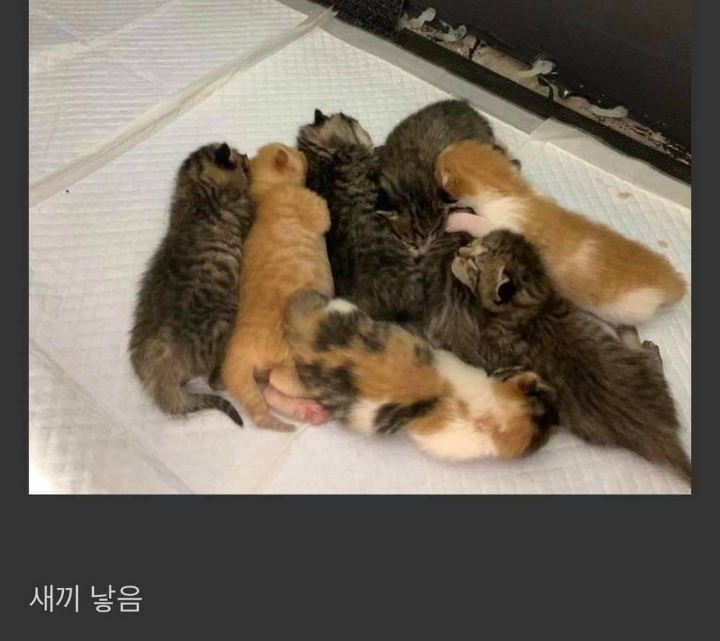 직장동료가 임신한 고양이를 데려옴 | 인스티즈