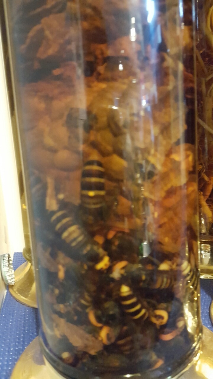 관절에 좋다는 노봉방주 | 인스티즈