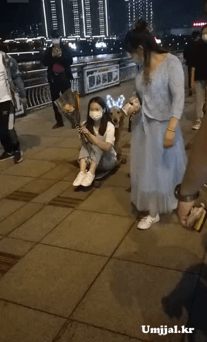 주인 스케이트 보드 태워주는 골든 리트리버 댕댕이.gif | 인스티즈