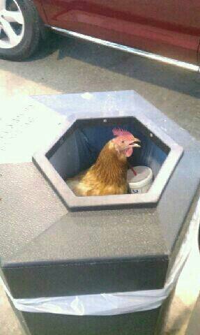 이 등급에선 더 이상 별을 잃지 않습니다 | 인스티즈