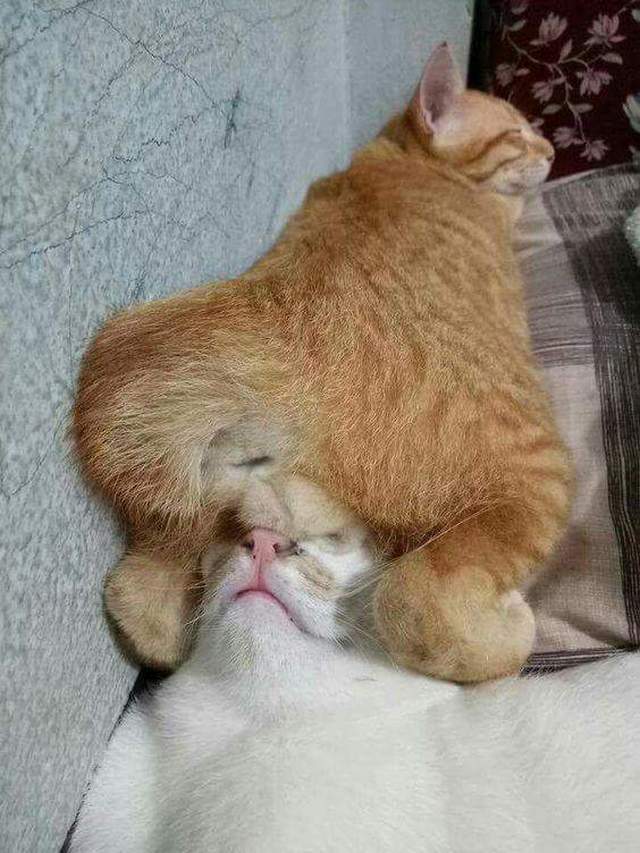 꿀잠 이미지