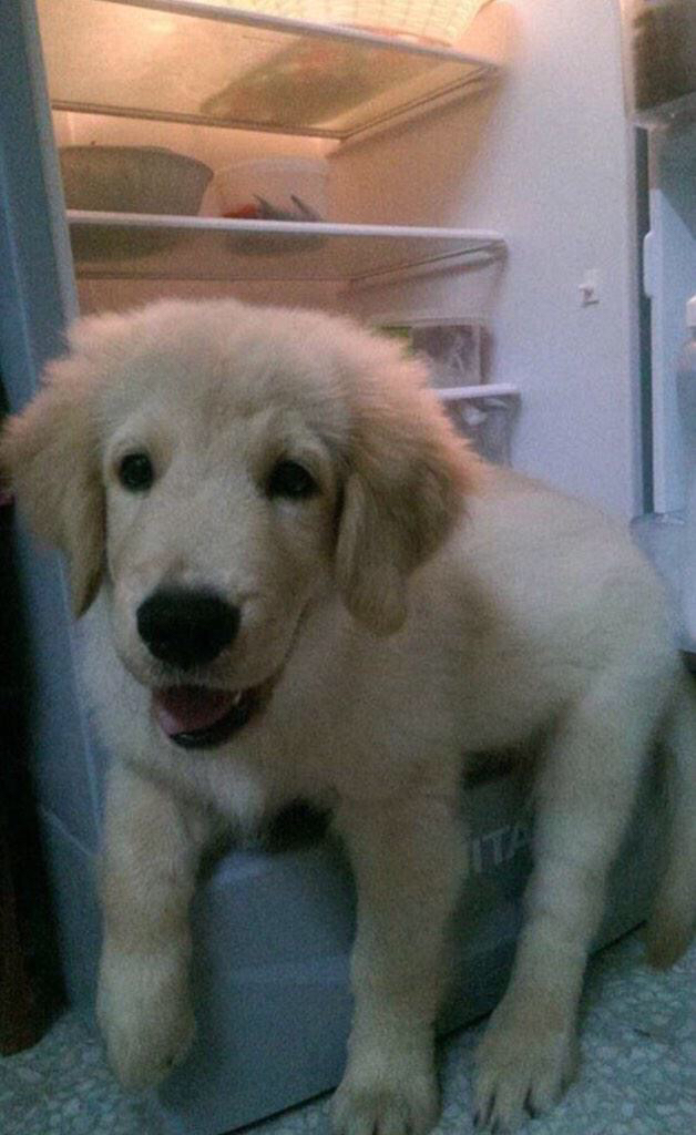 냉장고 들어가는걸 좋아하는 리트리버 댕댕이.jpg | 인스티즈