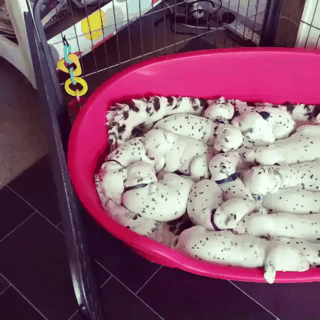 달마시안 댕댕이 | 인스티즈