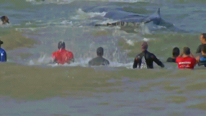 해안가로 떠밀려온 흑동고래.jpg | 인스티즈