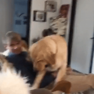 주인님이 너무나 좋은 댕댕이들.gif | 인스티즈