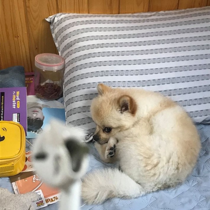 에어팟 좋아하는 댕댕이 | 인스티즈