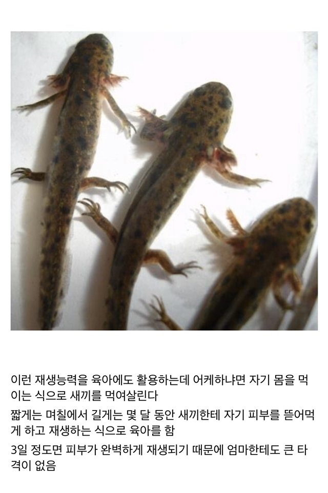 기묘한 현실 저그 | 인스티즈