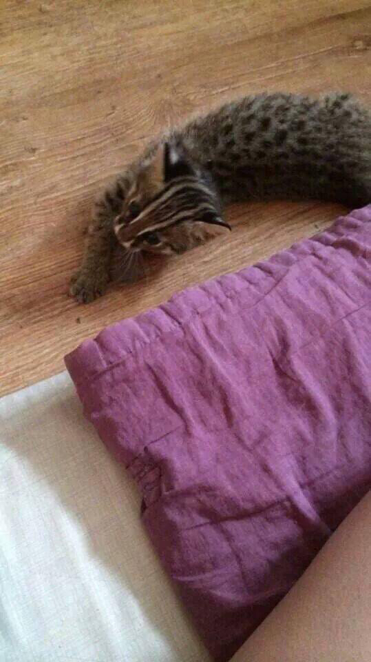 새끼 고양이를 주웠는데 족보있는 고양이 같아요 | 인스티즈