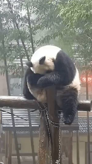 고민이 많은 팬더 | 인스티즈