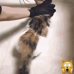 많은 사람들이 고양이를 못, 안 키우는 이유 중 하나 | 인스티즈