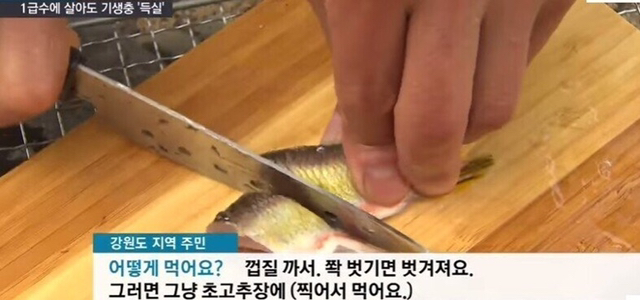 1급수에 사는 민물고기라도 기생충 천지 (혐오주의) | 인스티즈