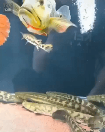 물고기의 동체 시력.gif | 인스티즈