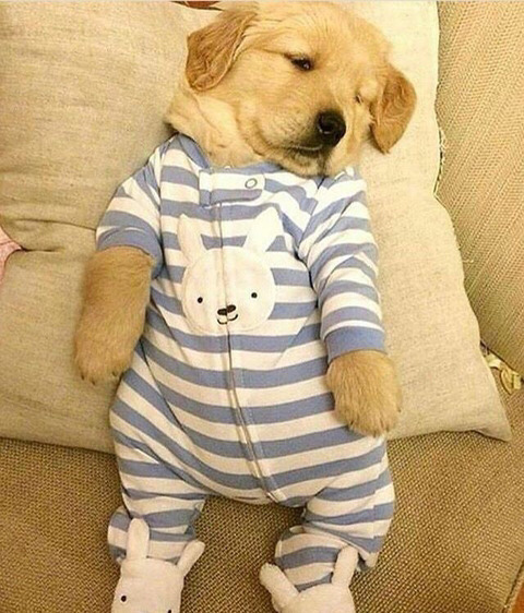 커여운 인절미들 | 인스티즈