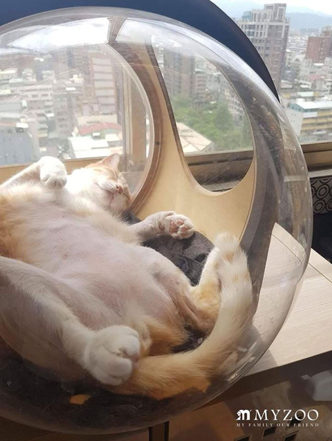 고양이 우주선 침대 My Zoo | 인스티즈