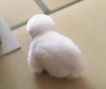 숨바꼭질하는 강아지.gif | 인스티즈