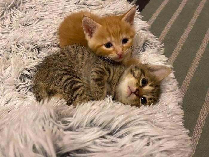 직장동료가 임신한 고양이를 데려옴 | 인스티즈