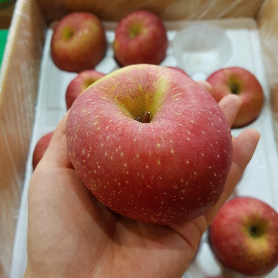 살면서 가장 많이 먹은 것 같은 과일은? | 인스티즈