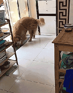 고양이 데려온 인절미 | 인스티즈