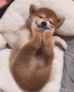 다리로 셀프 꽃받침 하고 있는 시바 댕댕이.gif | 인스티즈