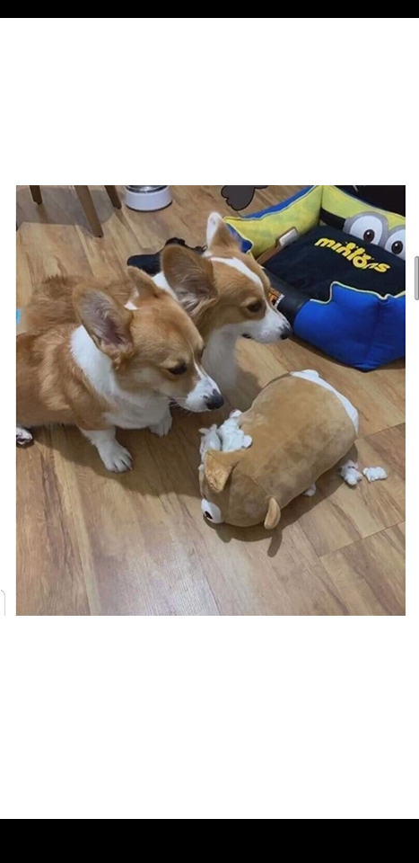 강아지 만행에 복수하는법 | 인스티즈