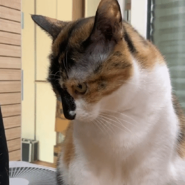 고양이세수하는 짤 | 인스티즈