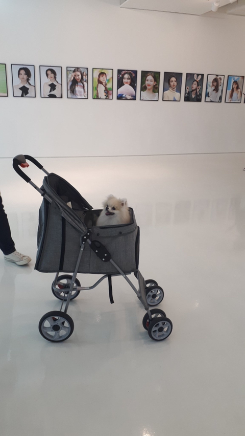 오늘자 트와이스 나연 반려견(포메) 쿠크.jpgif | 인스티즈