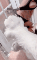 집사들이 보면 놀라는짤 | 인스티즈