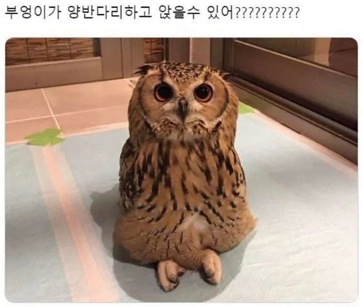 부엉이가 양반다리하고 앉을 수 있어? | 인스티즈