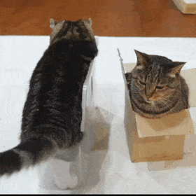 어떻게든 들어가 있는 고양이들 | 인스티즈