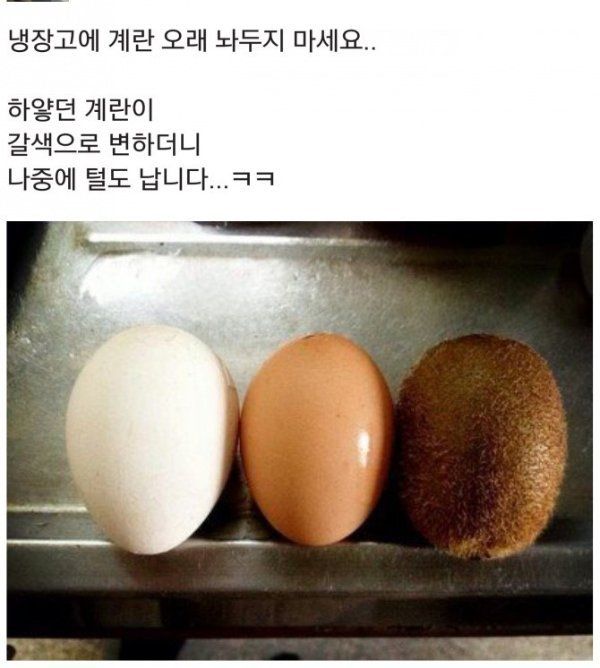 댤걀을 냉장고에 오래 놔두면 안되는 이유 | 인스티즈