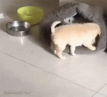 진짜 왜 이러는 걸까 싶은 좆냥이 스페셜.gif | 인스티즈