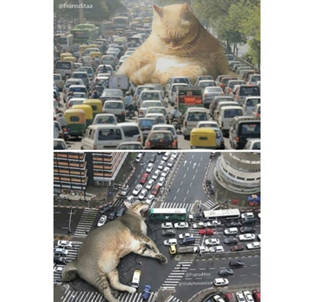 거대해진 냥냥이 | 인스티즈