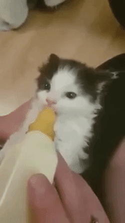 새끼고양이 우유먹을때 특징.gif | 인스티즈