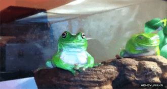 30만원 애완용 개구리 | 인스티즈