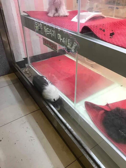 폐업정리한다고 강아지들 그냥 방치시킨 우이동 펫샵 .jpg | 인스티즈