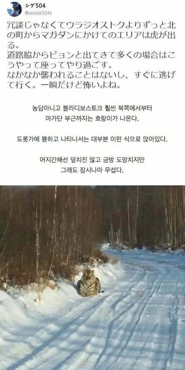 어느나라 고양이의 식빵자세.gif | 인스티즈