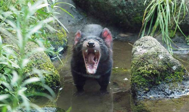 세상에서 악취가 가장 심하다는 동물 JPG | 인스티즈