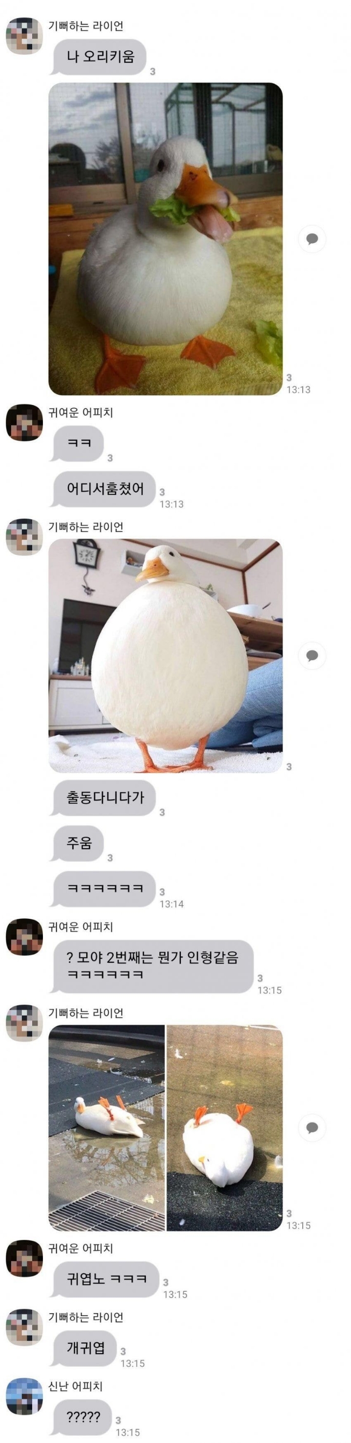 지나가다 오리를 주운 디시인.....JPG | 인스티즈