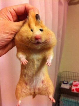 이상한 동물 피규어 모음.jpg | 인스티즈