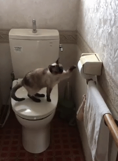 ㅈ냥이 x끼를 키우면 안되는 이유 | 인스티즈