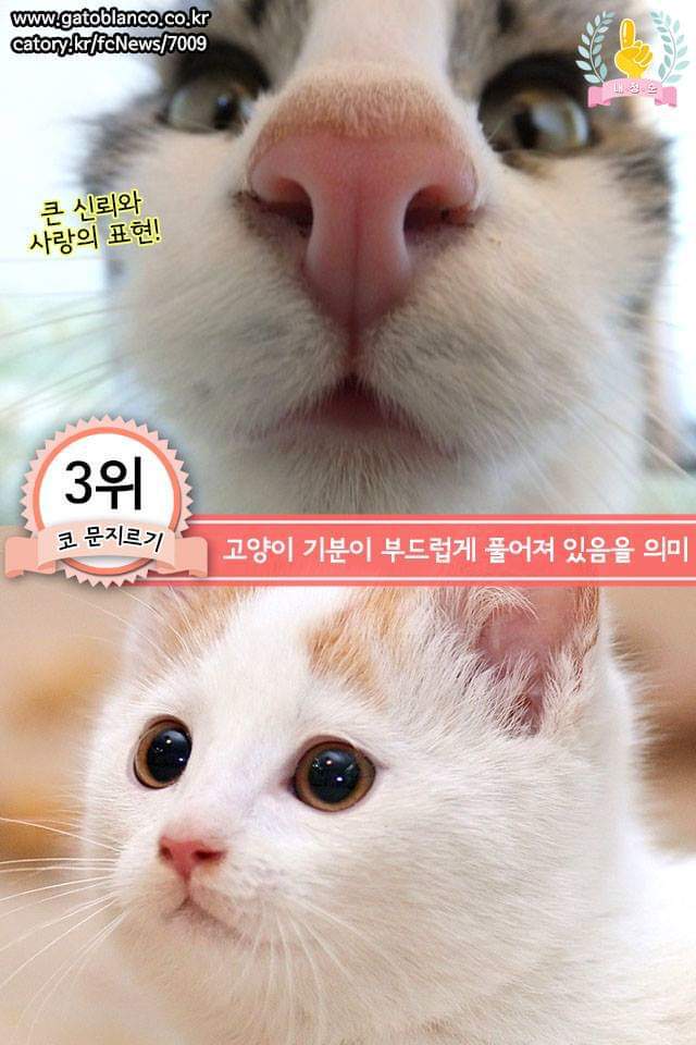 고양이의 행동으로 알수있는 고양이 언어 | 인스티즈