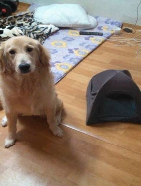 초간단 댕댕이집 만들기 | 인스티즈