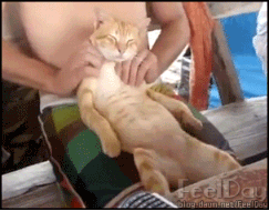 고양이가 잘때 발로 얼굴을 가리는 이유.JPG | 인스티즈