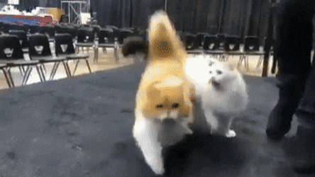 고양이 자존심대결.gif | 인스티즈