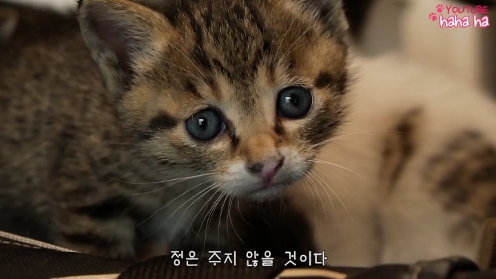 haha ha 채널 최고의 명언 짤 | 인스티즈