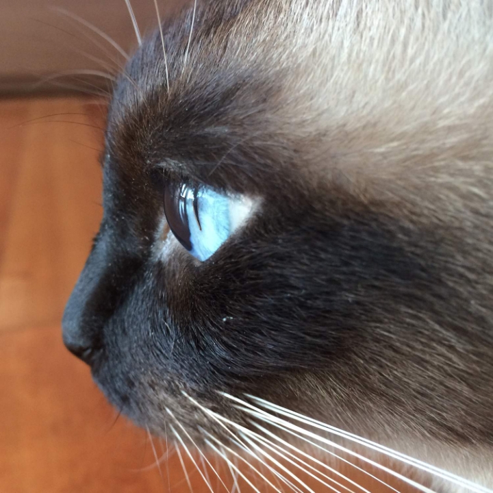 고양이들의 눈동자 | 인스티즈