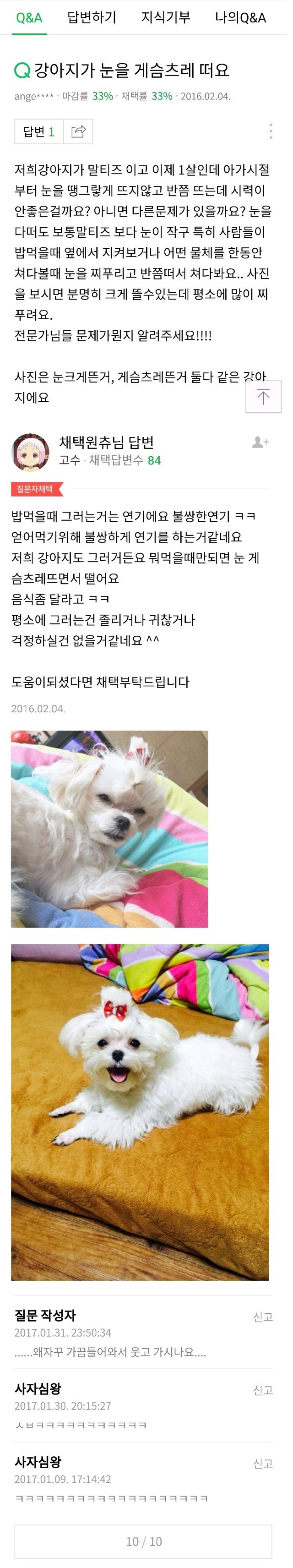 강아지가 눈을 게슴츠레 떠요 | 인스티즈