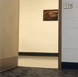 급제동 못하는 댕댕이.gif | 인스티즈