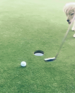 골프치는 인절미 | 인스티즈